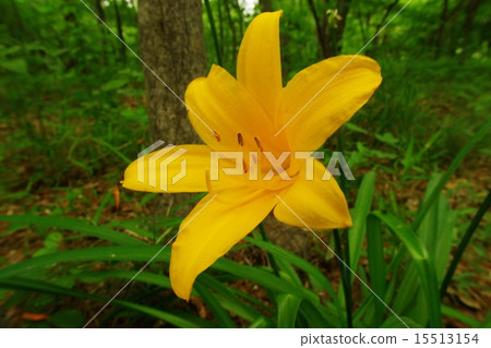 Musashino Kisuge Musashino Kisuge 15513154