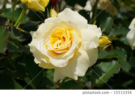 Light yellow rose Light yellow rose 15513356