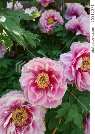 Hase-dera寺廟的伙計 15513371