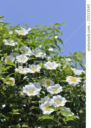 Rosa laevigata 15513543