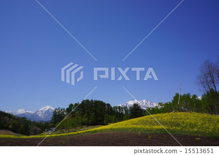 Rape flower field of Nakayama plateau 15513651