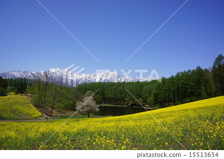 Rape flower field of Nakayama plateau 15513654