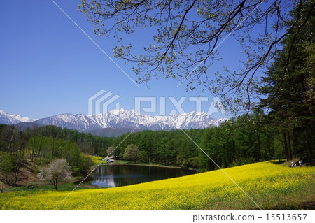 Rape flower field of Nakayama plateau 15513657