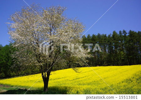 Rape flower field of Nakayama plateau 15513801