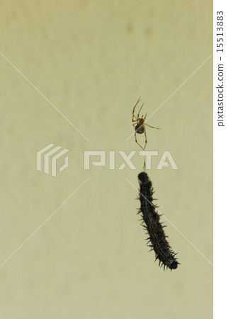 Caterpillar fish caught in larva of Heredge halter 04 Caterpillar fish caught in larva of Heredge halter 04 15513883