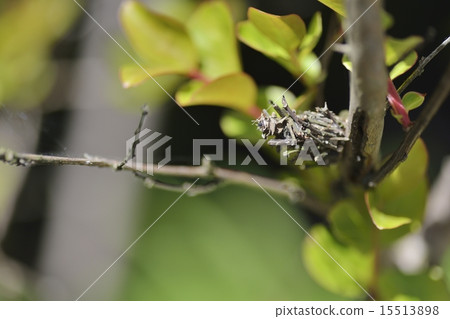 Minor beetle 15513898