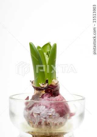 Hyacinth Hyacinth 15513903