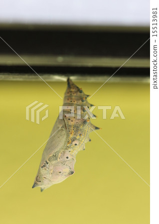 The pupa of Heredomusha 02 The pupa of Heredomusha 02 15513981