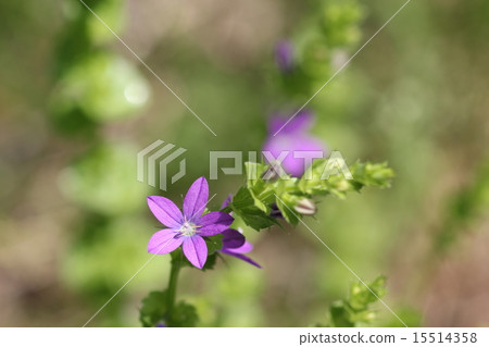 Flower Sow 06 15514358