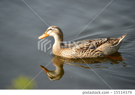 在Takaragaru公園的英俊的鴨子 15514379