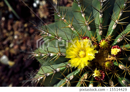 仙人掌花 15514429