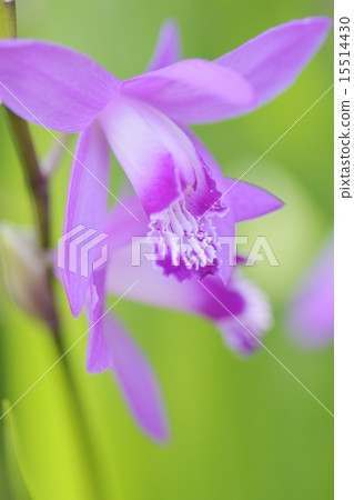 矽烷 矽烷 15514430