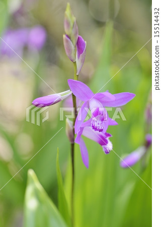 Silane Silane 15514432