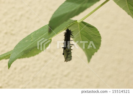 蛻皮狀態，第2部分。摘掉一半的幼蟲皮（Heredoga） 15514521