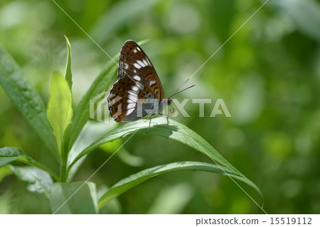 Ichimon Ginkgo 15519112