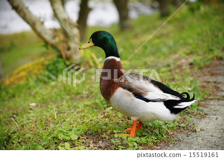 野鴨的雄性 15519161
