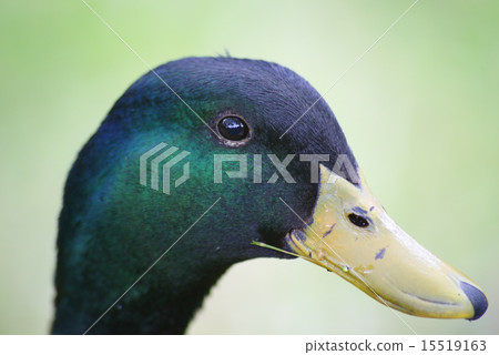 面對野鴨 15519163