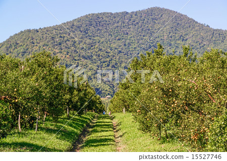 Orange tree in orchard. 15527746