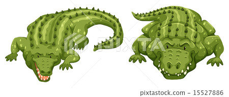 Crocodiles 15527886