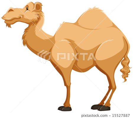 Camel 15527887