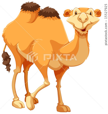 Camel 15527925