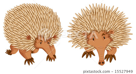Echidna 15527949