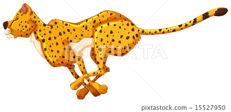 Cheetah 15527950