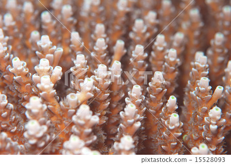 珊瑚 15528093