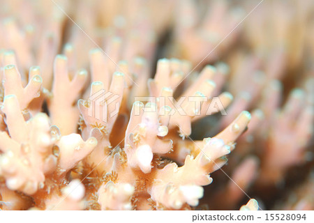 珊瑚 15528094