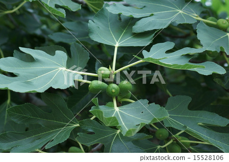 Flower fruit Young fruit of FIG. 15528106