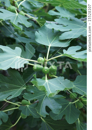 Flower fruit Young fruit of FIG. Flower fruit Young fruit of FIG. 15528107