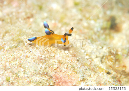 Udafuritsuzaya Umizushi 15528153