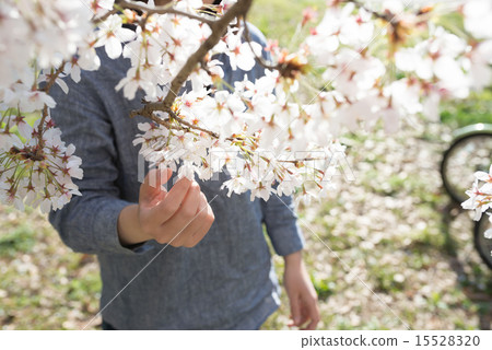 櫻花 15528320