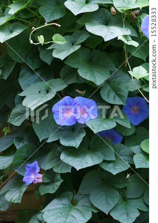 Morning morning glory is tough and "green curtain" is perfect. Morning morning glory is tough and "green curtain" is perfect. 15528333