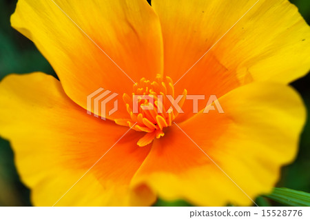 California Poppy, Eschscholzia californica 15528776