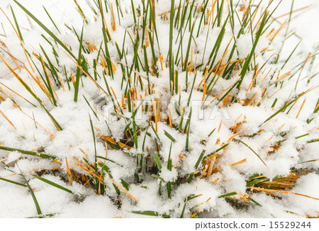 Snow on the grass Snow on the grass 15529244
