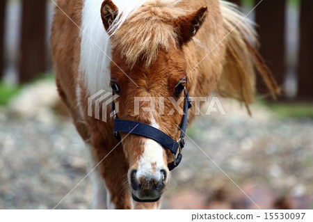 Horse pony 15530097