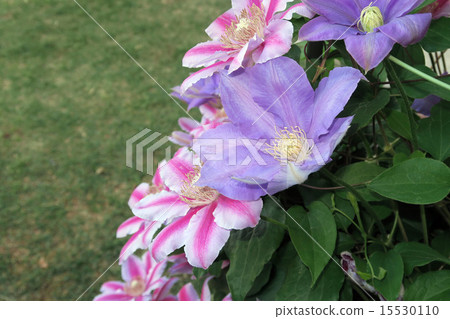 威靈仙 威靈仙 15530110