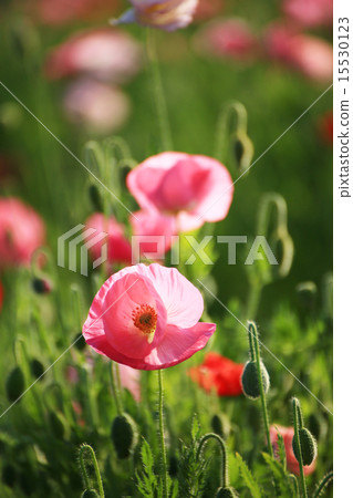 Poppies 9 15530123