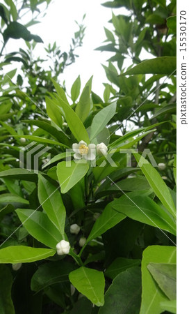 Right hand wrapping 15530170