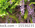 Fujisura Wisteria Hana Spring 15530235