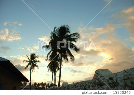 Palm tree Palm tree 15530245