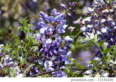 Fuji (Fuji) Fuji (Fuji) 15530286