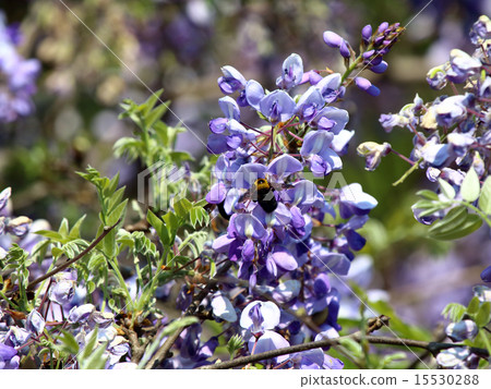 Fuji (Fuji) 15530288