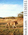 lion 15530351