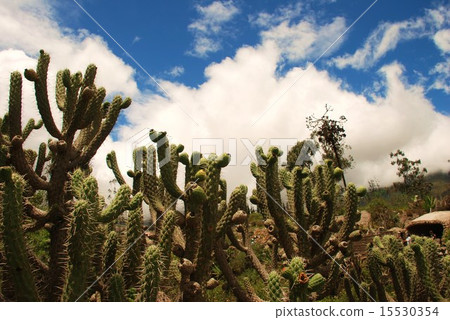 Cactus Cactus 15530354