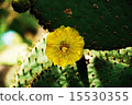 Cactus flower 15530355
