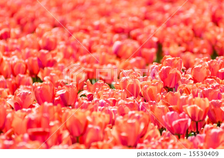 Tulip variety (Apricot Impression) Tulip variety (Apricot Impression) 15530409
