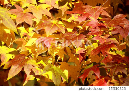 秋天有色紅色酊 秋天有色紅色酊 15530823