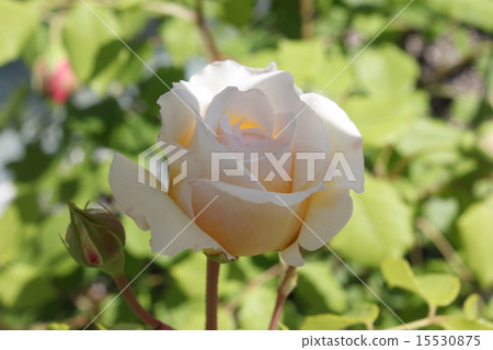 Rose Claire Austin 15530875